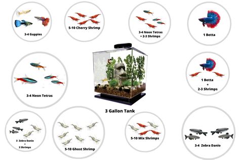 best fish for 3 gallon aquarium|Best Fish for 3 Gallon Tank (Stocking Guide) and 3.5 gallon.